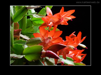 Schlumbergera Hybride "Beach Dancer"