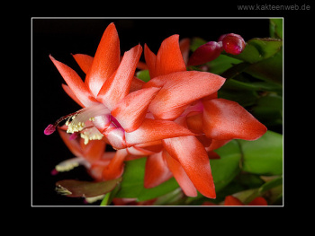 Schlumbergera Hybride "Beach Dancer"