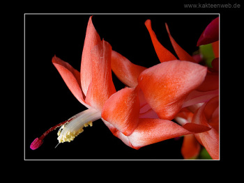 Schlumbergera Hybride "Beach Dancer"