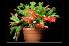 Schlumbergera Hybride "Beach Dancer"