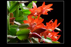 Schlumbergera Hybride "Beach Dancer"