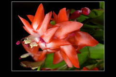 Schlumbergera Hybride "Beach Dancer"