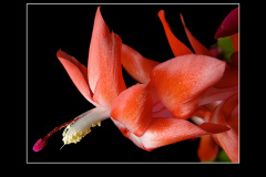 Schlumbergera Hybride "Beach Dancer"