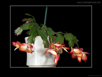 Schlumbergera Hybride "Samba Brazil"