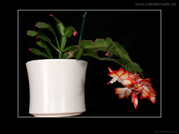 Schlumbergera Hybride "Samba Brazil"