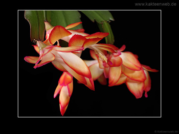 Schlumbergera Hybride "Samba Brazil"