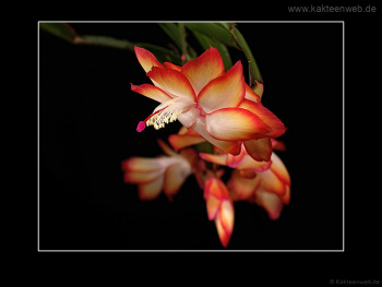 Schlumbergera Hybride "Samba Brazil"
