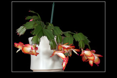Schlumbergera Hybride "Samba Brazil"