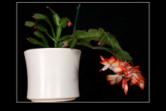 Schlumbergera Hybride "Samba Brazil"