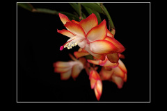 Schlumbergera Hybride "Samba Brazil"