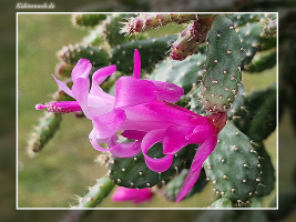 Schlumbergera opuntioides