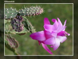 Schlumbergera opuntioides