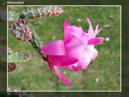 Schlumbergera opuntioides