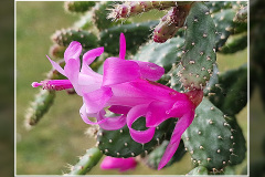 Schlumbergera opuntioides