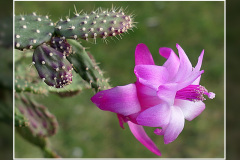 Schlumbergera opuntioides