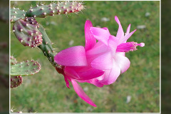 Schlumbergera opuntioides