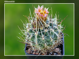 Sclerocactus cloverae subsp. brackii SB 1011