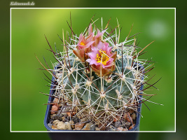 Sclerocactus cloverae subsp. brackii SB 1011