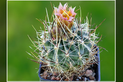 Sclerocactus cloverae subsp. brackii SB 1011