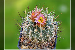 Sclerocactus cloverae subsp. brackii SB 1011