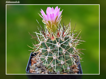 Sclerocactus glaucus SB 1749