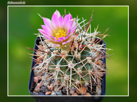 Sclerocactus glaucus SB 1749