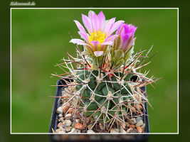 Sclerocactus glaucus SB 1749