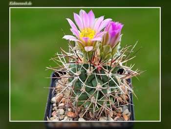 Sclerocactus glaucus SB 1749
