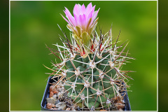 Sclerocactus glaucus SB 1749
