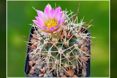 Sclerocactus glaucus SB 1749