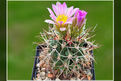 Sclerocactus glaucus SB 1749