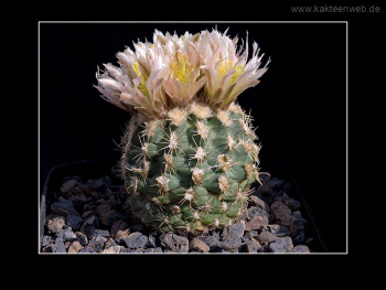 Sclerocactus mesae-verdae SB 1010