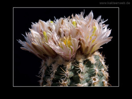 Sclerocactus mesae-verdae SB 1010
