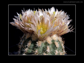 Sclerocactus mesae-verdae SB 1010