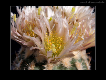 Sclerocactus mesae-verdae SB 1010