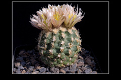 Sclerocactus mesae-verdae SB 1010