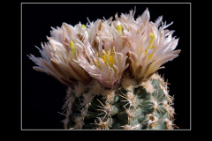 Sclerocactus mesae-verdae SB 1010