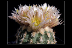 Sclerocactus mesae-verdae SB 1010