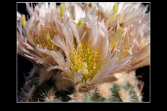Sclerocactus mesae-verdae SB 1010