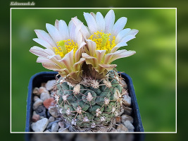 Sclerocactus mesae-verdae fh 61.6