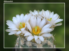 Sclerocactus mesae-verdae SB 1010