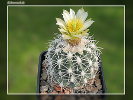 Sclerocactus mesae-verdae SN 1126