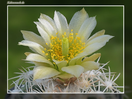 Sclerocactus mesae-verdae SN 1126