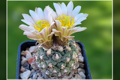 Sclerocactus mesae-verdae fh 61.6