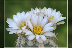 Sclerocactus mesae-verdae SB 1010