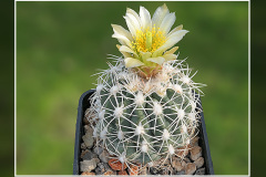 Sclerocactus mesae-verdae SN 1126