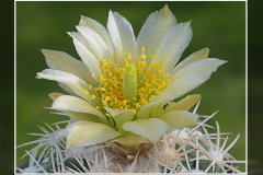 Sclerocactus mesae-verdae SN 1126