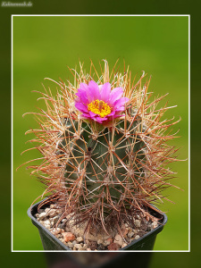 Sclerocactus parviflorus subsp. terrae-canyonae LZ 233