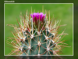 Sclerocactus parviflorus subsp. terrae-canyonae LZ 233