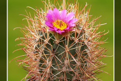 Sclerocactus parviflorus subsp. terrae-canyonae LZ 233